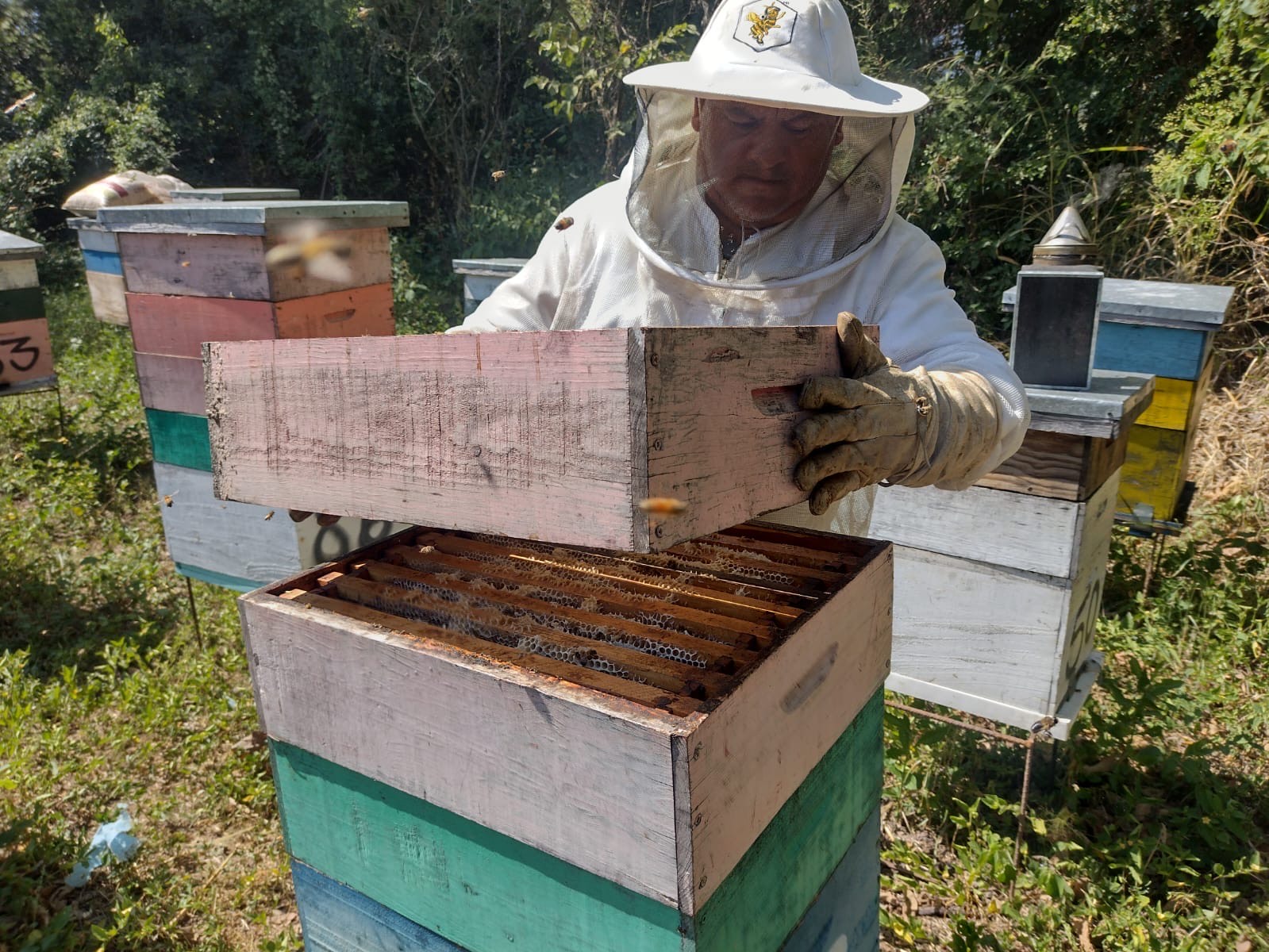 Proyecto productivo de apicultura sustentable impulsado por Grupo Dragón