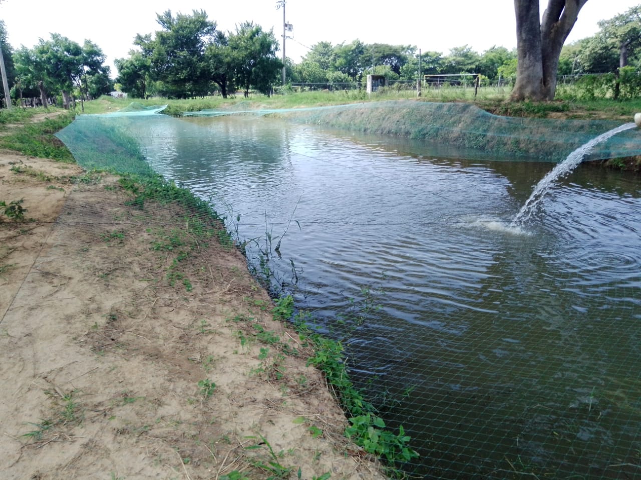 Proyecto productivo de acuacultura sostenible apoyado por Grupo Dragón