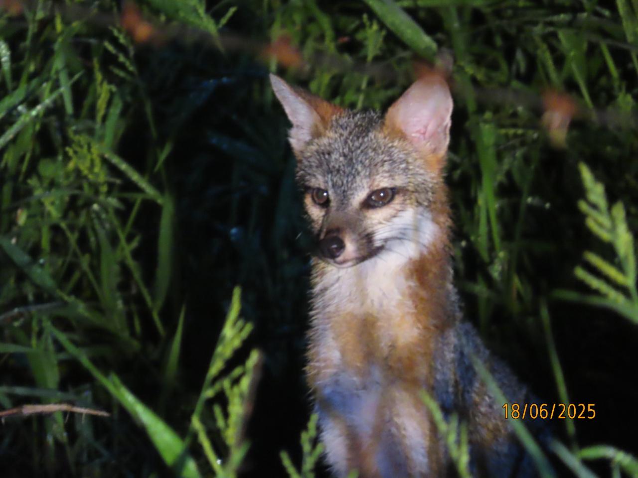Monitoreo ambiental y conservación de fauna silvestre en proyectos energéticos de Grupo Dragón